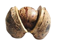 Phoenix organic latex seed Amazon Brazil rainforest mattress