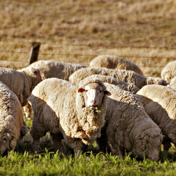 scottsdale cotton and wool mattresses
